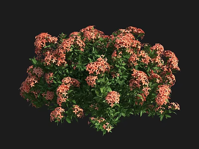 Cluster Of Vibrant Pink And Orange Flowers With Lush Green Leaves Blooming Against Black Background 3d model