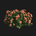 Cluster Of Vibrant Pink And Orange Flowers With Lush Green Leaves Blooming Against Black Background