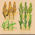 Different Agricultural Crops Including Golden Wheat and Green Plant Varieties in Display Models