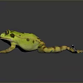Frog Poison Frog Game Frog Reptile Cold Blooded Animal Reptile 3d model