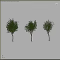 Lush Green Garden Trees With Person Silhouette In Outdoor Landscape Scene