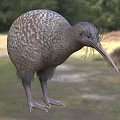 Round Bodied Reptile With Long Snout Standing On Grassy Field Near Trees