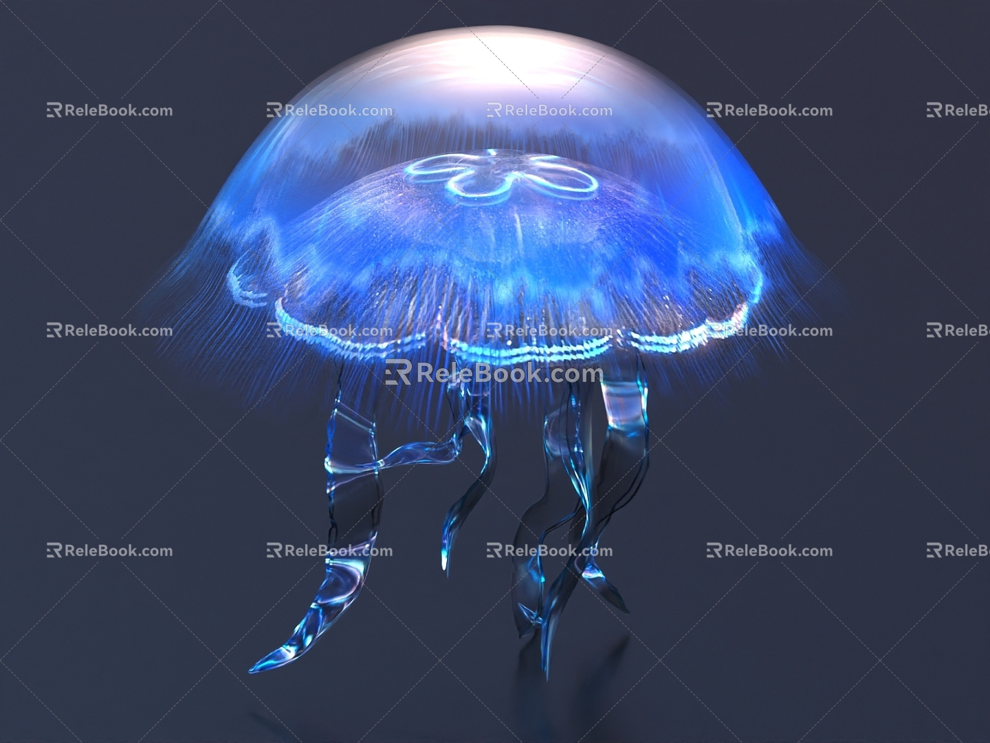 Aquatic animals moon jellyfish jellyfish sea moon jellyfish luminous jellyfish marine organisms 3d model