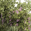Lush Shrubs With Purple Flowers And Vibrant Green Foliage For Outdoor Gardens