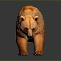 Brown Bear With Textured Brown Fur Standing On Reflective Gray Background