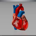 Realistic 3D Human Heart Organ Model Showing Red Blue Internal Structure Details