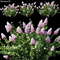 Decorative Ornament Set with Pink Lilac Flowers and Green Leaves for Home Decor