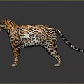 Realistic Leopard Standing Pose With Spotted Orange Black Coat On Neutral Gray Background 3d model