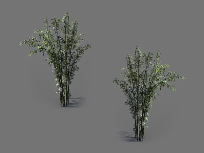 Bamboo Plants With Fresh Green Leaves And Slender Stems In Natural Growth Form 3d model