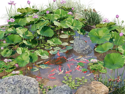 Lotus Flowers And Green Leaves In Pond With Colorful Koi Fish Swimming 3d model
