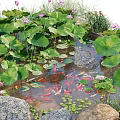 Lotus Flowers And Green Leaves In Pond With Colorful Koi Fish Swimming