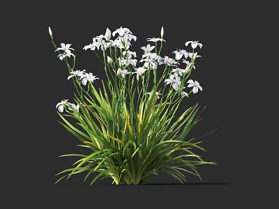 Beautiful White Flowers With Long Green Leaves Fresh Blooming On Dark Background 3d model
