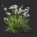 Beautiful White Flowers With Long Green Leaves Fresh Blooming On Dark Background