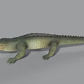 Realistic Crocodile Reptile Model With Green Scales Open Mouth And Gray Background