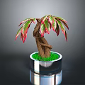 Decorative Indoor Plant With Red Green Leaves Twisted Trunk In Silver Pot With Green Grass