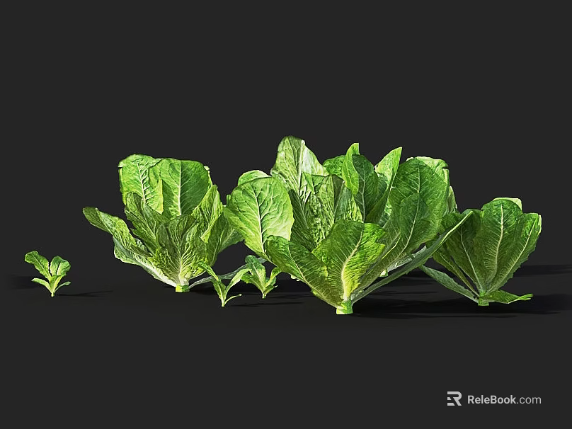 Fresh Green Lettuce Plants In Various Growth Stages With Healthy Leaves 3d model 
