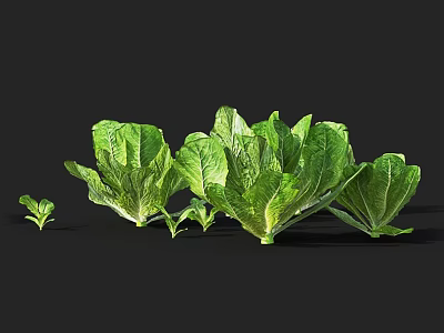 Fresh Green Lettuce Plants In Various Growth Stages With Healthy Leaves 3d model