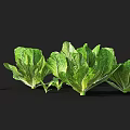 Fresh Green Lettuce Plants In Various Growth Stages With Healthy Leaves