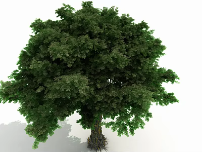 Lush Green Arbor Tree With Thick Trunk And Healthy Root System 3d model