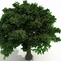 Lush Green Arbor Tree With Thick Trunk And Healthy Root System 3d model