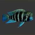 Tropical Aquatic Fish With Green Blue Striped Body And Vibrant Fins