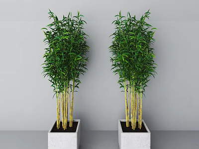 Green Bonsai Potted Bamboo Plants in White Square Pots with Gray Wall Background 3d model