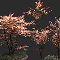 Trees With Red And Yellow Autumn Leaves Slender Trunks And Green Grass Base