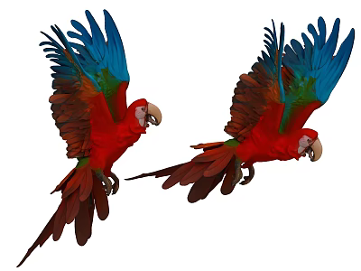 Two Scarlet Macaws Flying with Vibrant Red Feathers Blue and Green Wings Against White Background 3d model