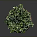 Green Potted Plant with Lush Foliage in Brown Stone Pot on Dark Background