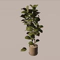 Tall Indoor Potted Plant With Green Leaves In Light Colored Pot For Decoration