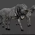 Three Zebras With Black White Stripes Standing On Gray Floor Against Black Background