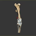 Detailed 3D Model of Human Leg Bone with Red Markers and White Fixation Device