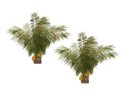 Palm Shrubs With Green Fronds And Yellow Fruits For Garden Decoration 3d model