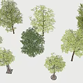 Different Varieties of Arbor Trees With Various Leaf Shapes And Heights