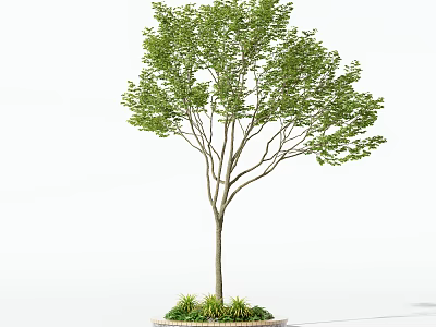 Ornamental Arbor Featuring Lush Green Foliage Slender Trunk and Small Plants at Circular Base 3d model