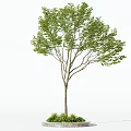 Ornamental Arbor Featuring Lush Green Foliage Slender Trunk and Small Plants at Circular Base