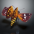 Modern butterfly moth insect 3d model