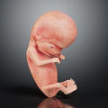 Realistic Human Fetus 3D Model Showing Developing Organs And Fetal Hair Structure