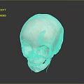 Human Skull Anatomical Model With Red Muscle Structure And Educational Medical Features