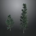 Two Pine Trees One Tall And One Short On Gray Background