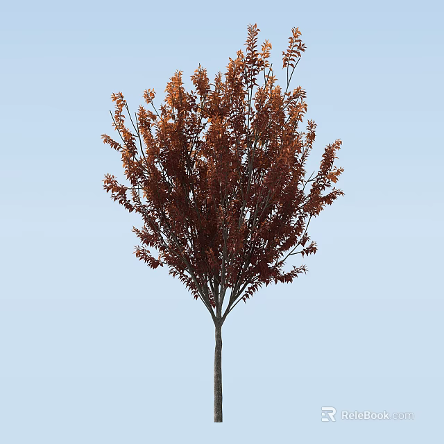 Tall Healthy Single Trunk Arbor With Dense Brown Foliage Against Clear Light Blue Sky 3d model 