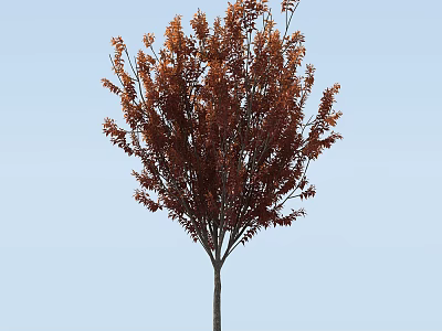 Tall Healthy Single Trunk Arbor With Dense Brown Foliage Against Clear Light Blue Sky 3d model