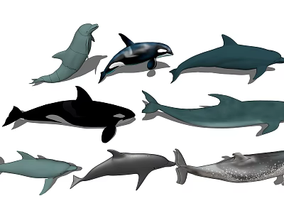 Modern Dolphin Whale Dolphin 3d model