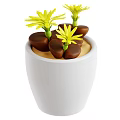 Yellow Flowering Succulent Plants in White Ceramic Pot with Brown Pebble Substrate