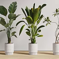 Indoor Potted Plants With Various Leaf Shapes In White Pots For Home Decoration