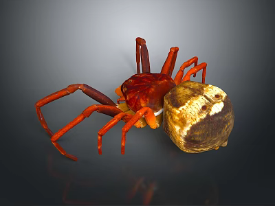Red Spider With Long Legs Near Brown And White Round Object On Dark Surface 3d model