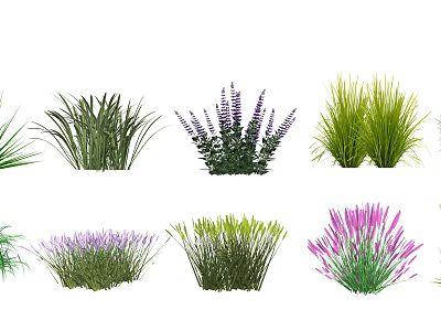 Various Types of Decorative Shrubs with Green and Purple Foliage for Garden Landscaping 3d model