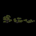 Shaped Arbor Trees with Round Canopies and Lush Foliage with Human Silhouette for Scale