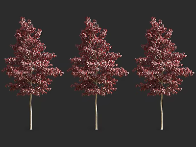 Three Red Leaf Arbor Trees With Vibrant Foliage On Dark Background 3d model
