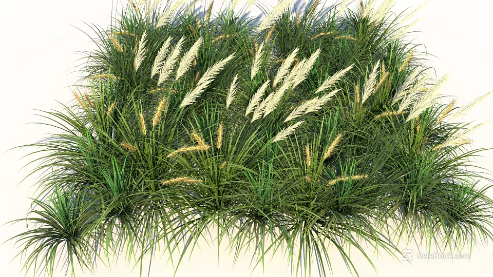 Lush Green Garden Grasses Featuring White Feathery Plumes And Long Leaves 3d model 